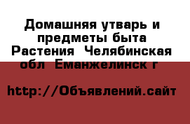 Домашняя утварь и предметы быта Растения. Челябинская обл.,Еманжелинск г.